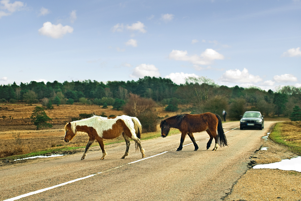 Where and How to See The Native Ponies of the New Forest