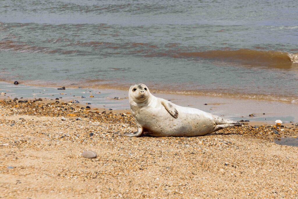 A seal.