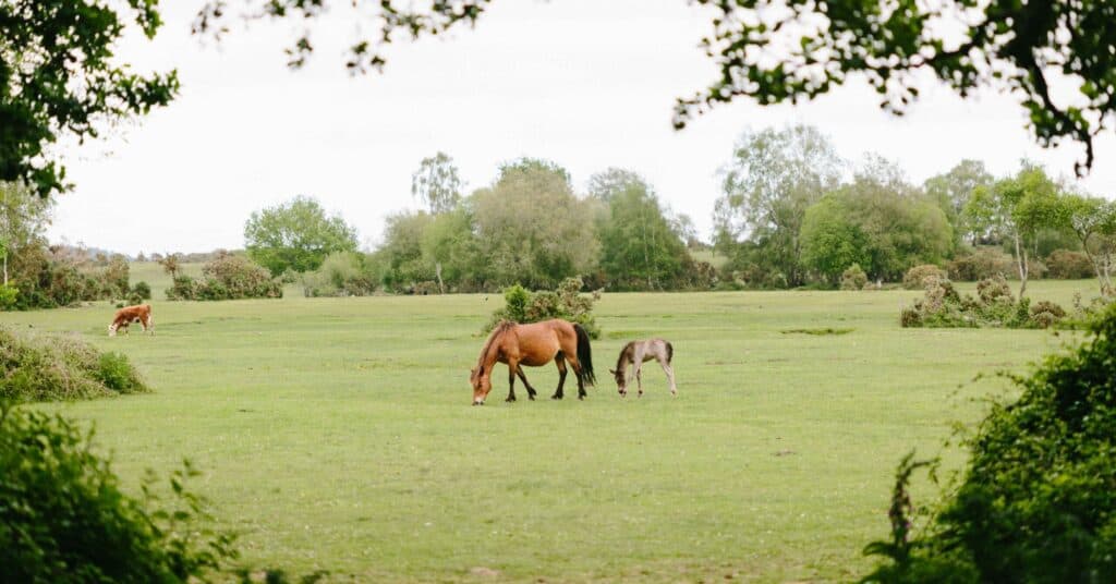 A horse in a field.