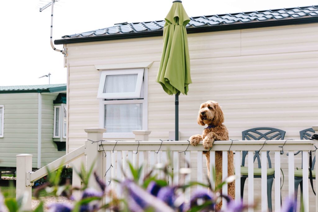 A dog leaning on the decking of a caravan.