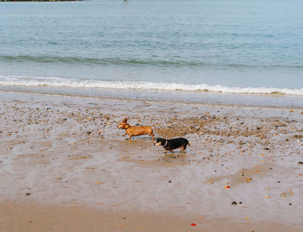Dogs running down the beach.