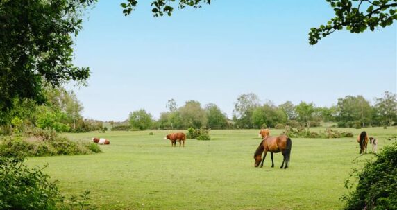 Day-2-LOVAT-Greenhill-June-0R9A9842-sky-EDIT