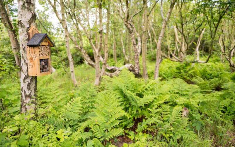 WAXHAM-SANDS-CAMPSITES.CO_.UK-Woodland-area-45-scaled