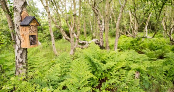 WAXHAM-SANDS-CAMPSITES.CO_.UK-Woodland-area-45-1-scaled