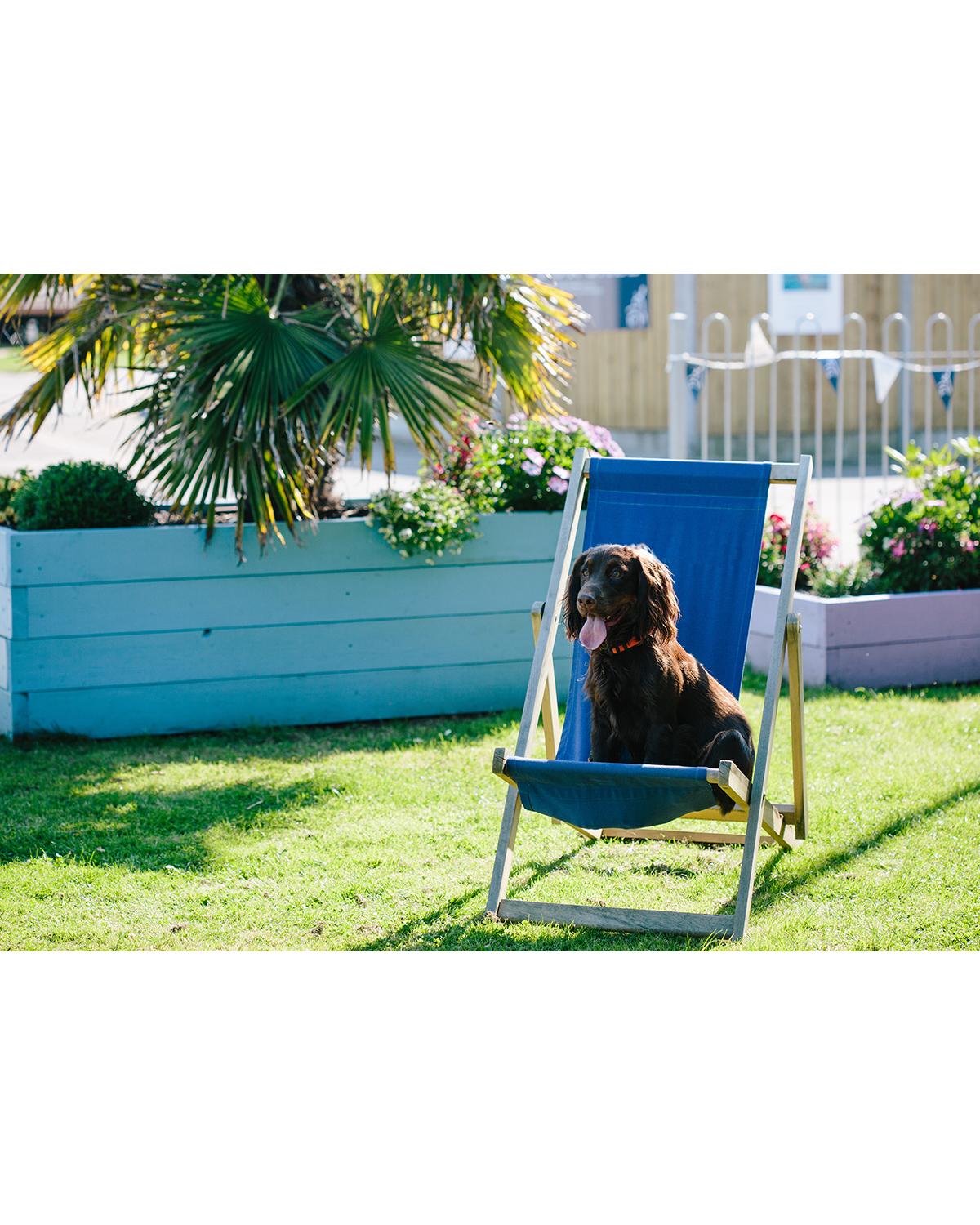 LOVAT-PARKS-DOG-IN-DECK-CHAIR-transparent