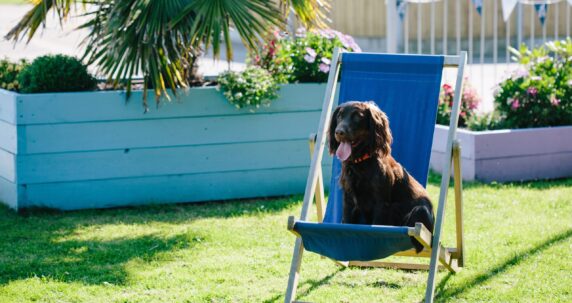 LOVAT-PARKS-DOG-IN-DECK-CHAIR-scaled