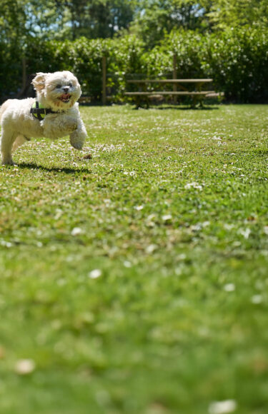 Cornish-Meadows-97-GEN-Portrait-e1747843936893