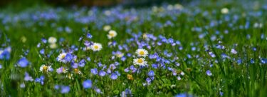 Cornish-Meadows-79-GEN-Brighter-scaled