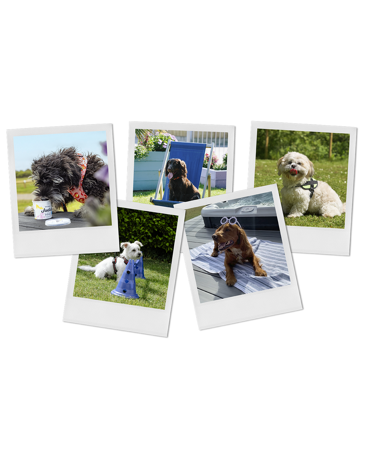 Polaroid-dogs-72