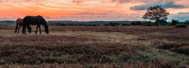 New-Forest-Sunset-AdobeStock_487420165-EDIT-scaled-e1756984248932