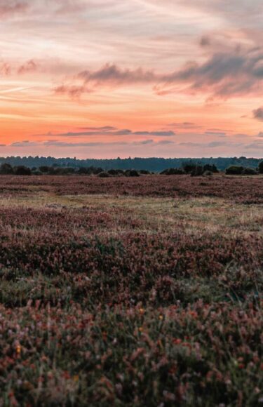 New-Forest-Sunset-AdobeStock_487420165-EDIT-scaled-e1756984248932