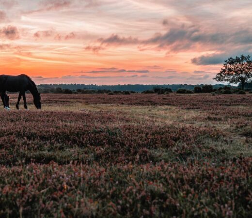 New-Forest-Sunset-AdobeStock_487420165-EDIT-scaled-e1756984248932