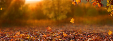Autumn-Trees-AdobeStock_223147682