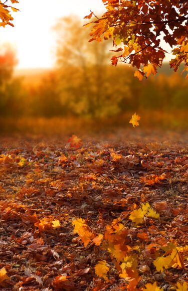Autumn-Trees-AdobeStock_223147682-2401px
