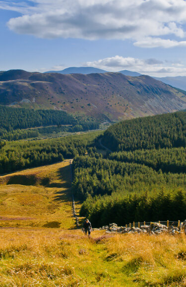 WhinlatterForest_412155166-WEB-1