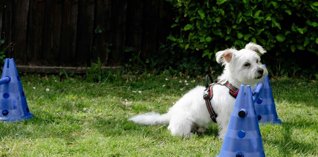 Holiday Parks In The New Forest New Forest Holidays 2025/2026