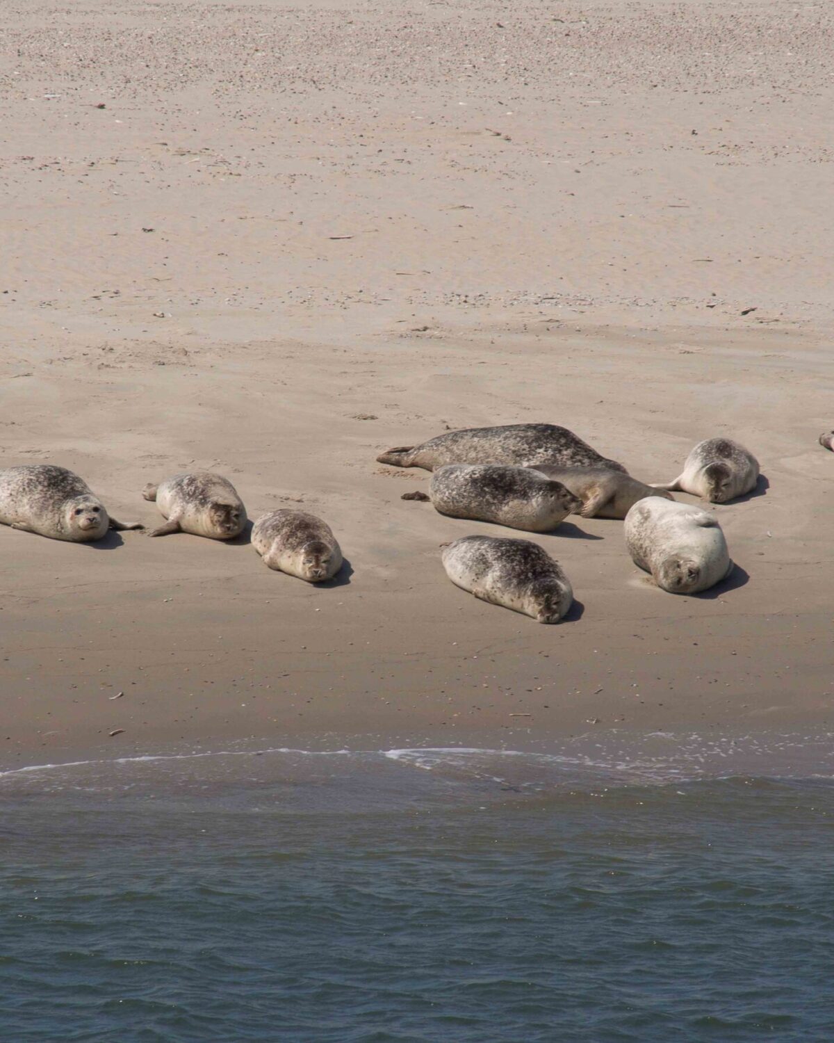 Seals on the beach.