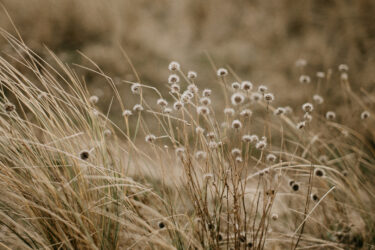 WS_Flowers_0002_annie-spratt-HkK-VSSq0Xc-unsplash