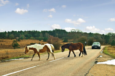 New-Forest-Ponies-1