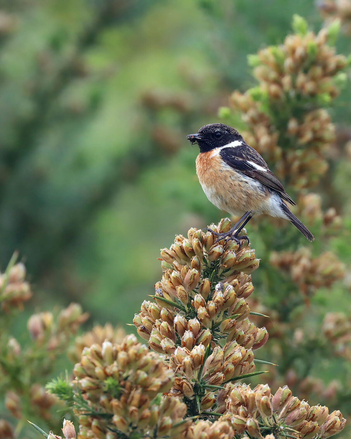 Stonechat_male-WEB