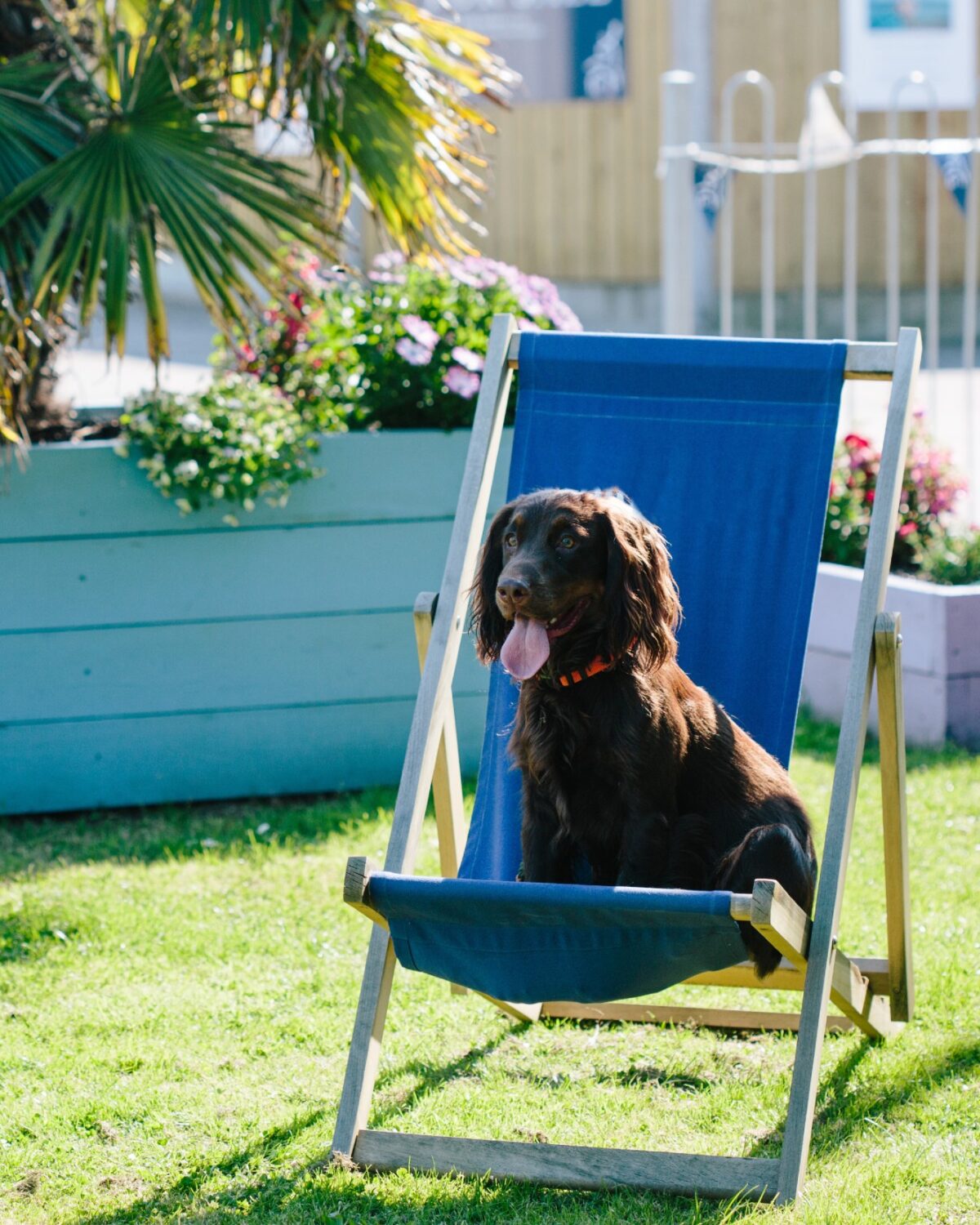 LOVAT-PARKS-DOG-IN-DECK-CHAIR