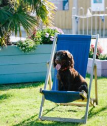 LOVAT-PARKS-DOG-IN-DECK-CHAIR