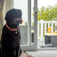 Pet-Friendly-Waxham-Sands_Dogs-3900px-WEB-e1725290729814