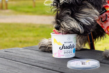 Dog-Ice-Cream-1N7A0897-e1719583834194