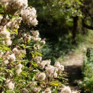 Flowers in a bush.