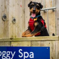 Lovat-Parks_Waxham-Sands_Dogs-19-scaled