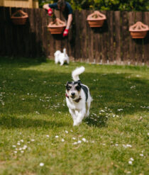 A dog running through grass and daisies.