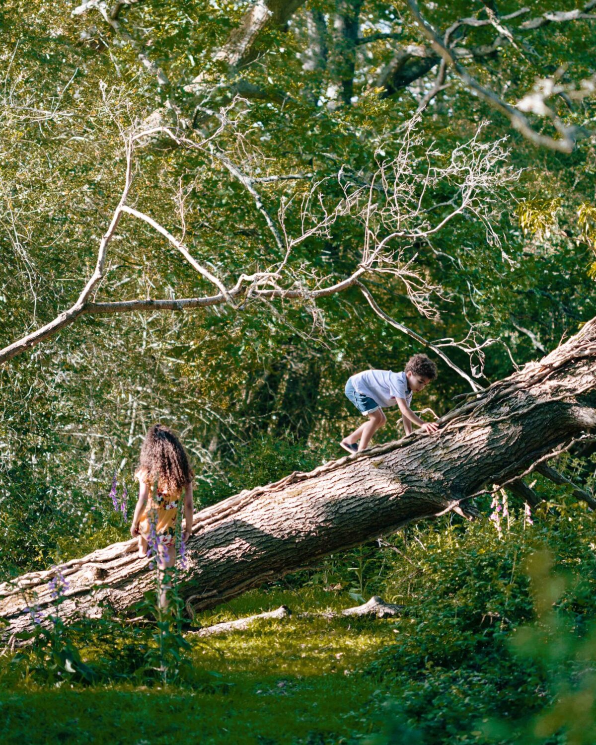 Kids climbing a tree.