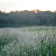 Shot from the ground of a field.