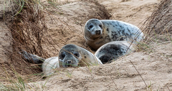 Seals-12-WEB