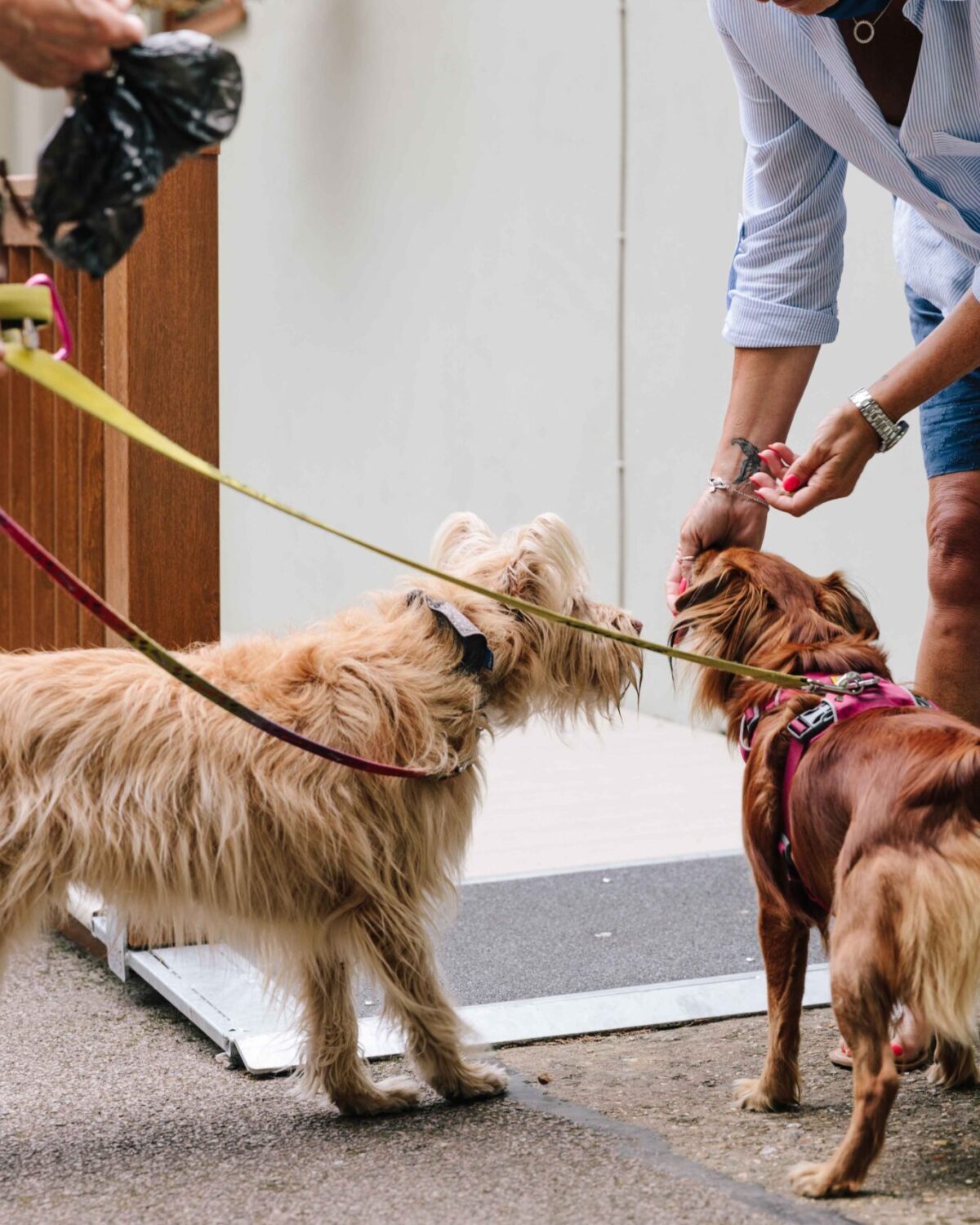 Dogs being fed treats.