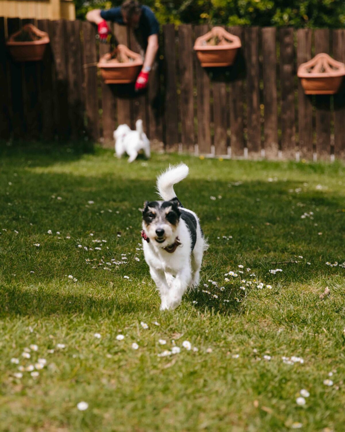 Dogs on a field.