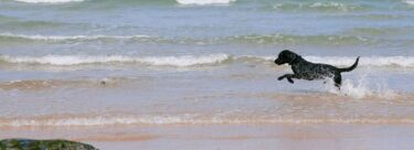 Dog playing in the ocean.