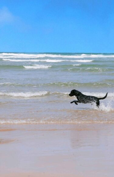 Dog playing in the ocean.