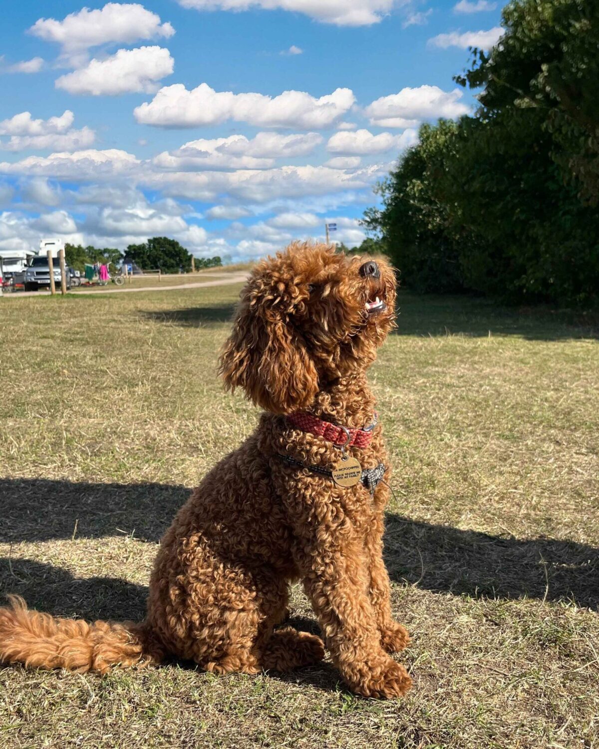 Dog in a field.