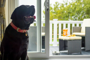 Dog-image-Web-15