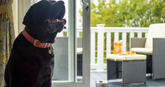 Dog-image-Web-15