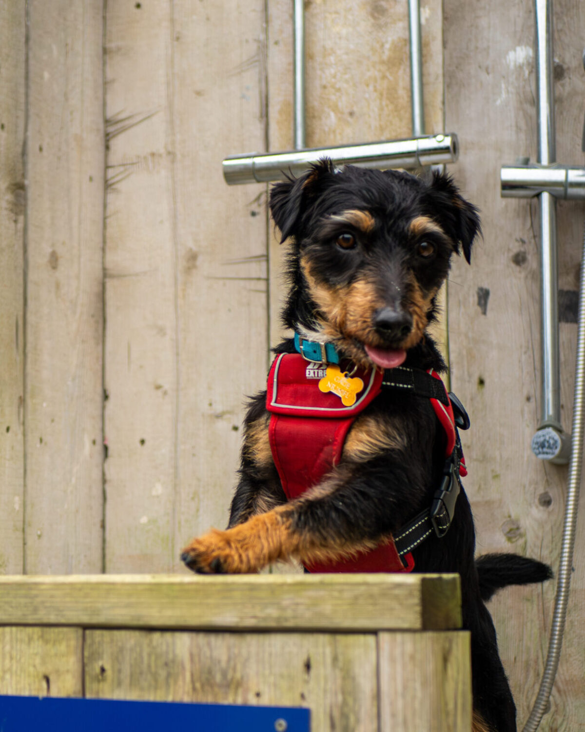 Dog in the dog shower.