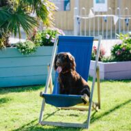 Dog in deck chair.