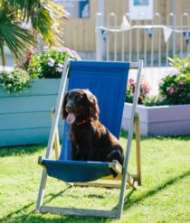 Dog in deck chair.