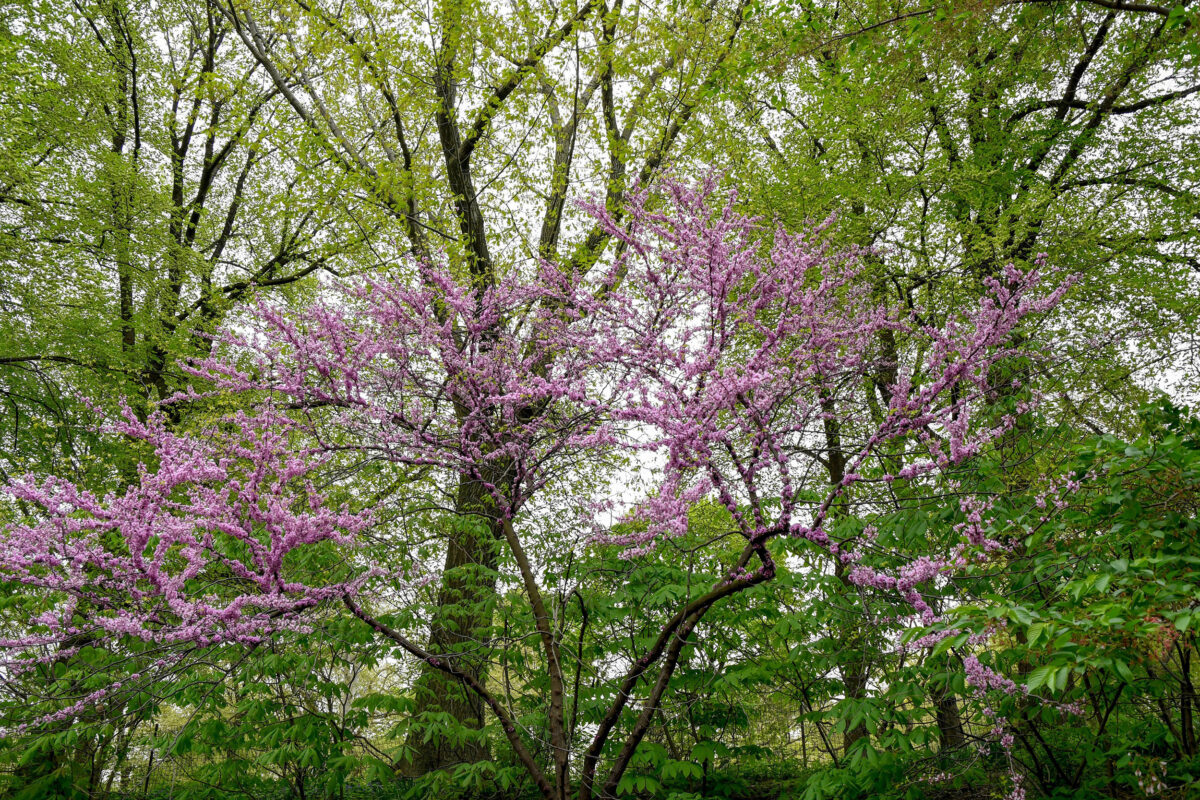 The beautiful Lavender Gardens in the New Forest