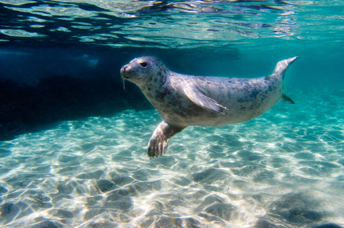 Seal swimming underwater at the Cornish Sanctuary