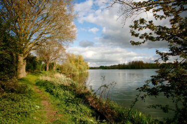 Trees by the water in Broads National Park