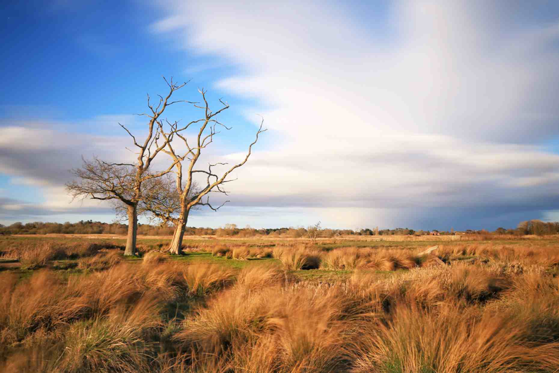 Carlton Marshes