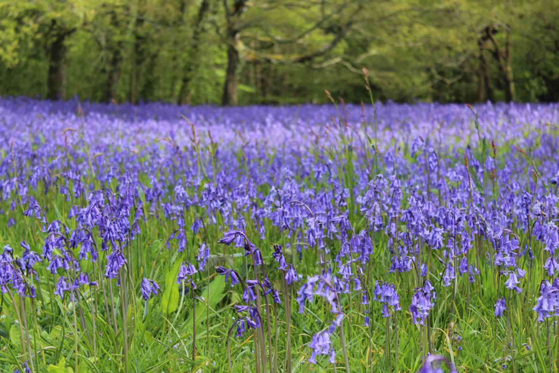 Cornwall Easter Lead Image