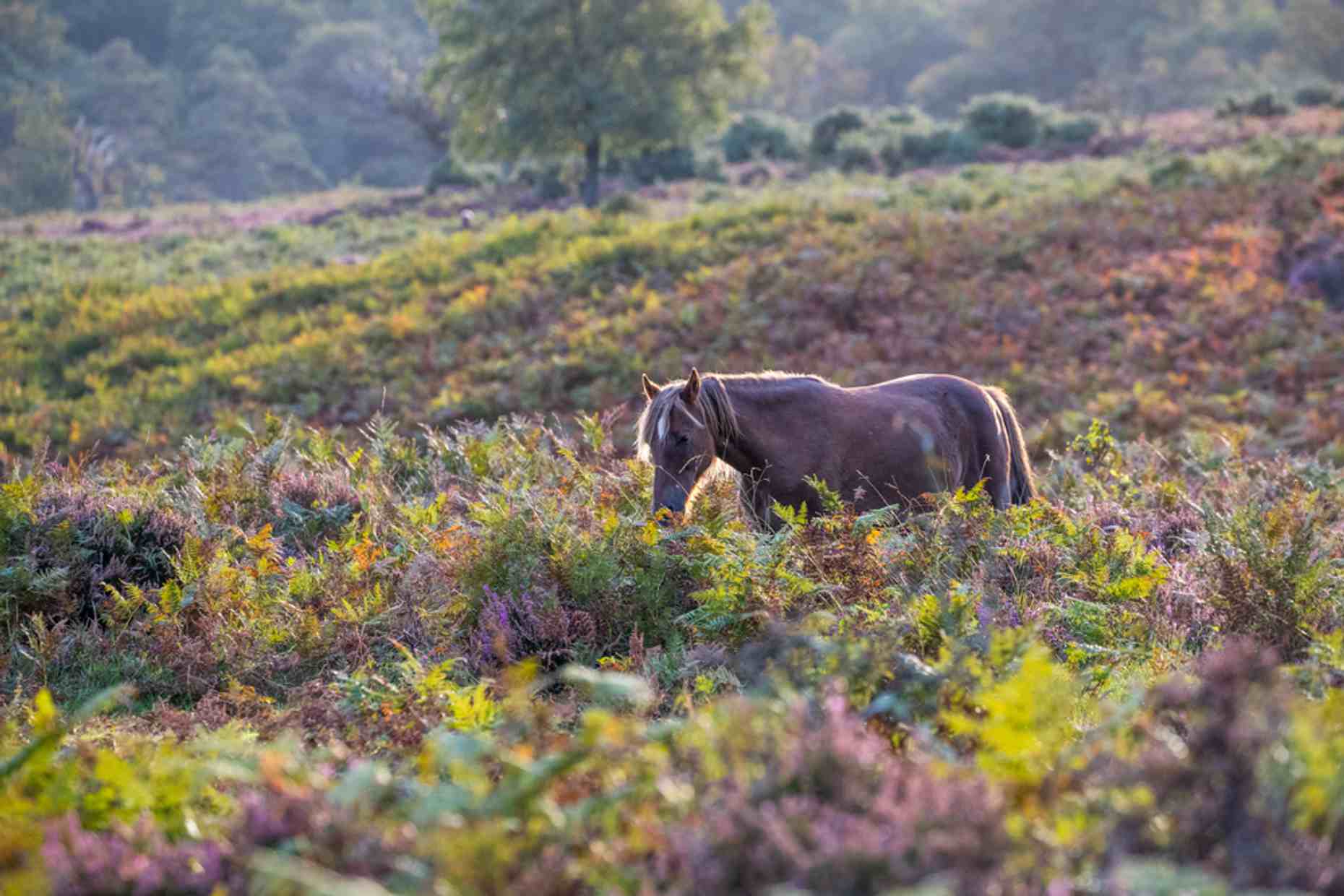New Forest Native Pony